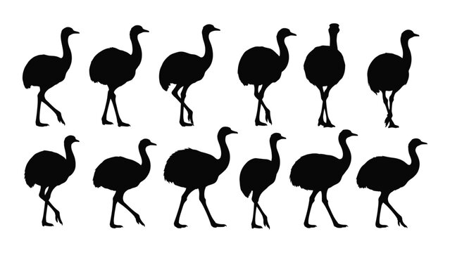 Black ostrich silhouettes walking in different poses