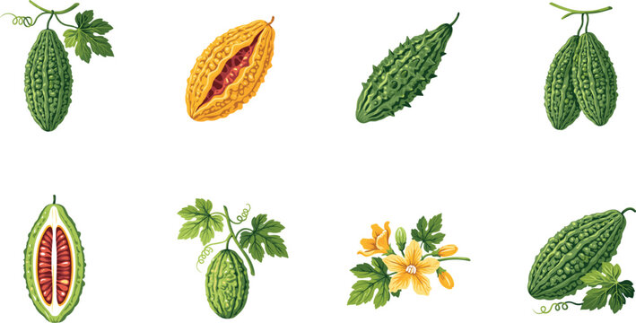 Bitter Melon Plant Vector Illustration Set Featuring Fresh Green Gourd, Ripe Orange Melon, Cross Sections, Seeds, Vine Leaves, and Yellow Blossoms for Botanical Designs