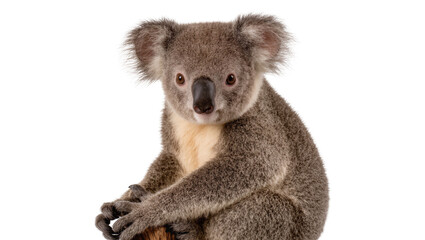 Fluffy koala with grey fur and black nose, isolated on transparent background © Sorin