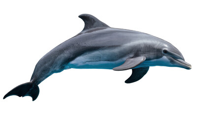 Graceful grey dolphin swimming in blue water, isolated on transparent background © Sorin