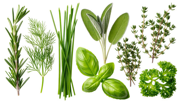 Fresh green herbs assortment rosemary dill chives basil sage thyme, parsley