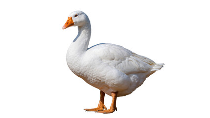 White goose with orange beak and feet, isolated on transparent background © Sorin