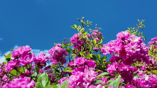 Bushes of fresh pink tea roses swaying against the background of blue sky and white clouds