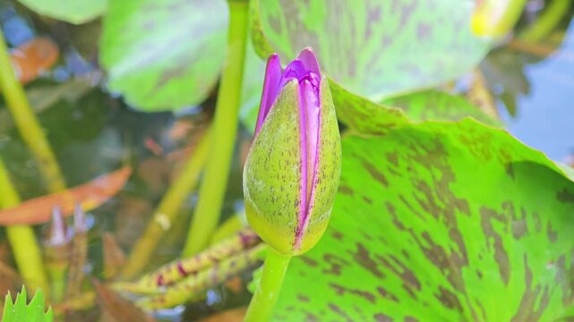 Water lily flower bud with bee in pond.