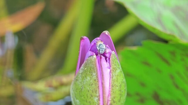 Water lily flower bud with bee in pond.