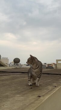 Close up of a three legged indie cat asking for food on terrace