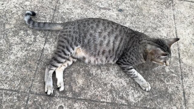 A pregnant blind indie stray cat relaxing on terrace