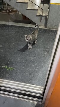 A pregnant blind indie stray cat taking lift in an apartment
