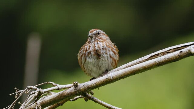 A curious small brown bird with intricate feather patterns perches on a textured branch, its head tilted upwards, set against a soft green bokeh background.