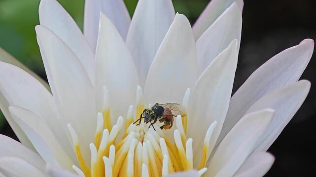 Water lily flower bud with bee in pond.