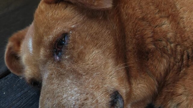 Close up of dog face.