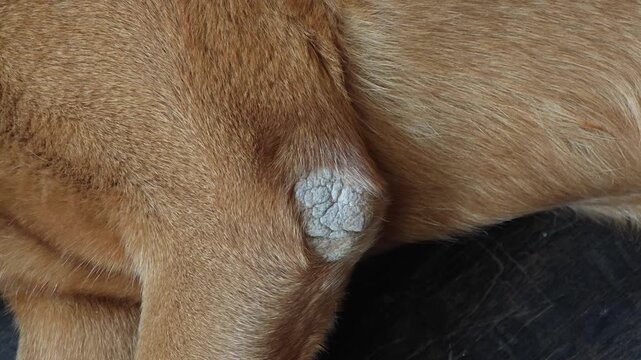 Skin problems on dog elbows.