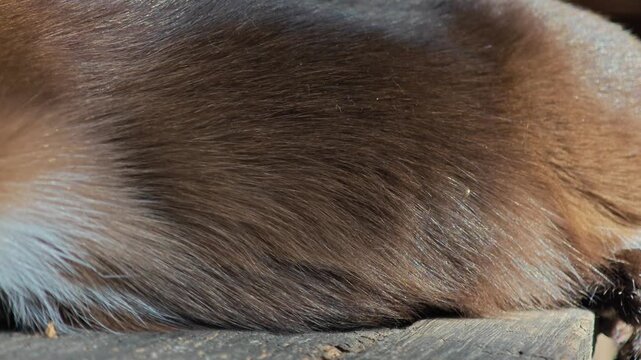 Close up of brown cat's belly. Cat fur.