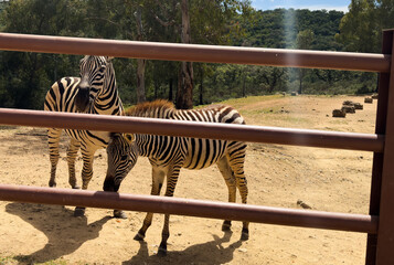 Fototapeta premium Zebra standing behind fence in an outdoor enclosure