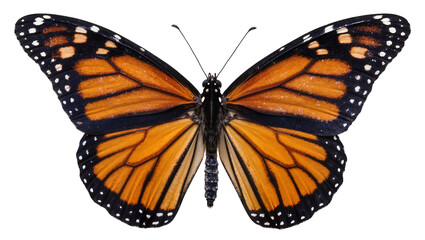 Obraz premium Detailed monarch butterfly with orange black and white wings, isolated on transparent background