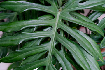Close-up of Philodendron xanadu plants growing in a home garden © renipurnama