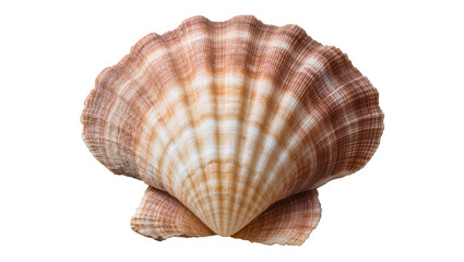 Scallop Shell with Ribbed Texture and Brown and White Stripes © Johanna
