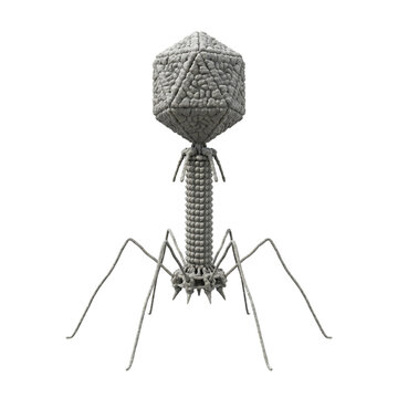 Bacteriophage T2 Virus Isolated Transparent
