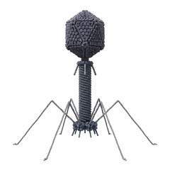 Fototapeta premium Bacteriophage T2 Virus Isolated on Transparent Background