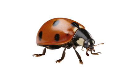 Orange ladybug with black spots on white © Niklas