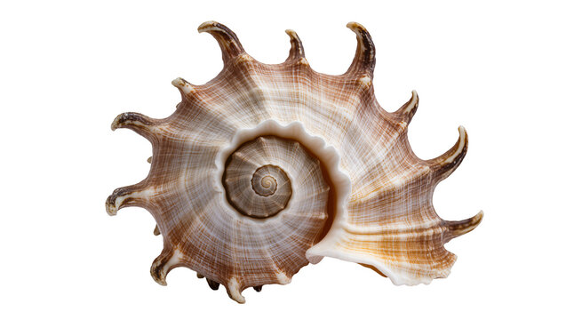 Spiral seashell with spiky protrusions and intricate patterns