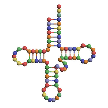 Transfer RNA Clover Leaf Model Isolated Transparent