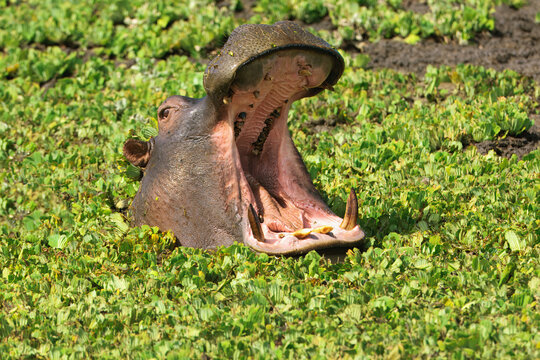 Hippopotamus (Hippopotamus amphibius ) yawning in water, Masai Mara National park, Kenya, East Africa