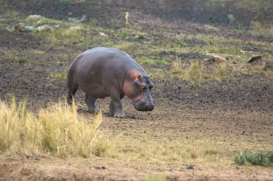 Young Hippopotamus (Hippopotamus amphibius) walking in the Savanah, Masai Mara national park, Kenya, East Africa