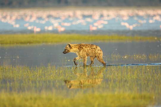 Spotted hyena ( (Laughing Hyena) chasing flamingos in water, Lake Nakuru National Park, Kenya, East Africa