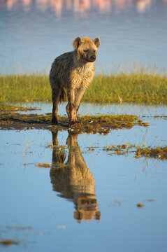 Spotted hyena ( (Laughing Hyena) chasing flamingos in water, Lake Nakuru National Park, Kenya, East Africa