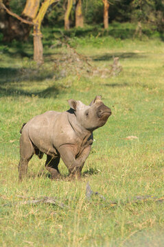 Juvenile White Rhinoceros (Ceratotherium simum), Lake Nakuru National Park, Kenya, East Africa