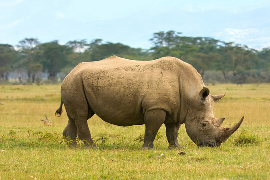 White Rhinoceros (Ceratotherium simum) grazing, Lake Nakuru National Park, Perissadactyla Order, Kenya, East Africa