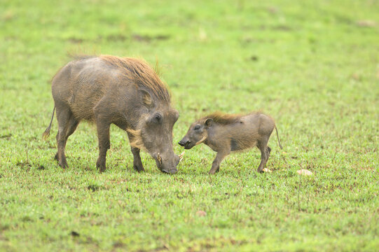 Savanna warthog (Phacochoerus africanus) with one juvenile, Lake Nakuru National Park, Masai Mara, Kenya, East Africa