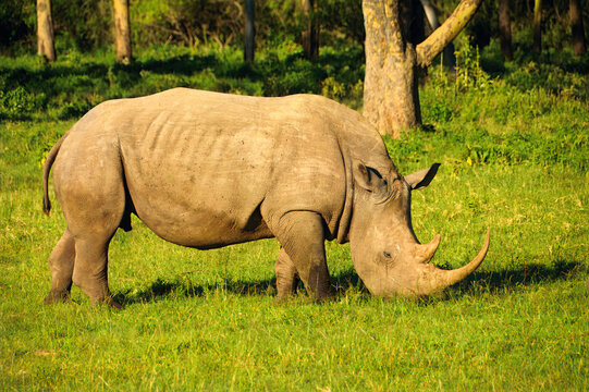 White Rhinoceros (Ceratotherium simum) grazing, Lake Nakuru National Park, Perissadactyla Order, Kenya, East Africa