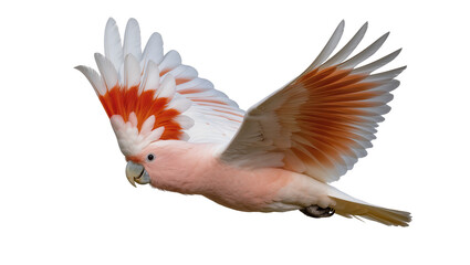 Pink Major Mitchell s Cockatoo in flight with orange and white wings © Johanna
