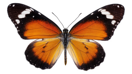 Orange and black butterfly with white spots, isolated on transparent background © Luca