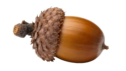Brown acorn with textured cap and stem, isolated on transparent background © Luca