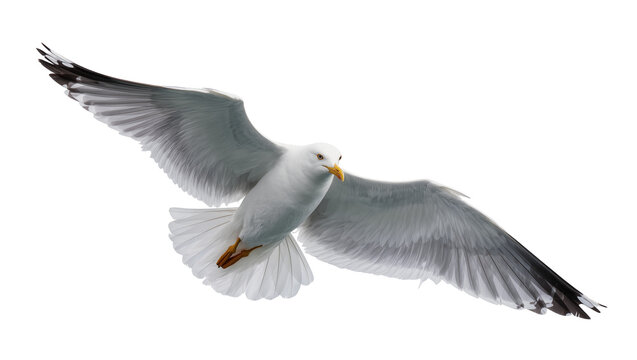Majestic white seagull with outstretched wings, isolated on transparent background