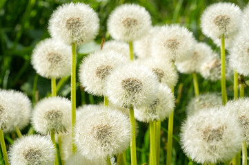 White dandelion flowers on green grass background. Close-up. © Alina Yermakova