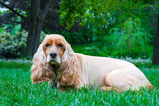 English Cocker Spaniel sitting on the grass in the park. English Cocker Spaniel on green grass.