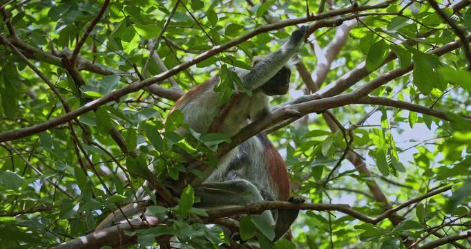 Red colobus monkey sits quietly among dense green branches in a Tanzanian forest, occasionally shifting position. Calm wildlife moment works well for nature documentaries or conservation stories.
