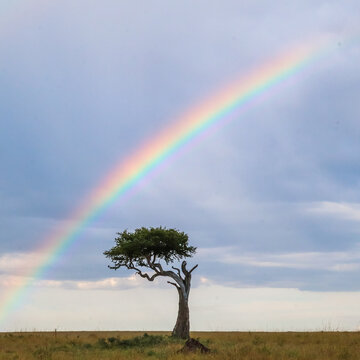 Rainbow arching over lone savanna acacia tree