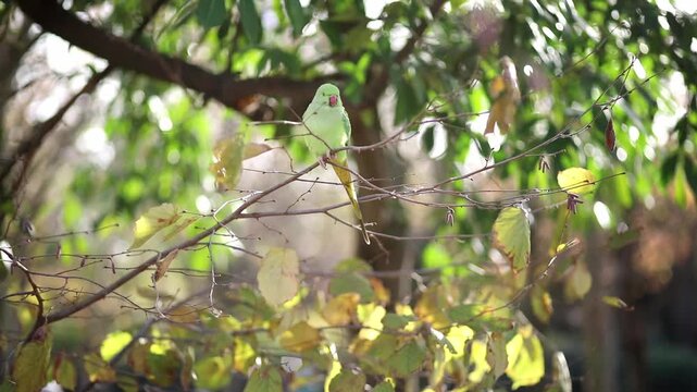 Rose-ringed parakeet, Psittacula krameri, perched on tree branches in the Luxembourg Garden in Paris, France