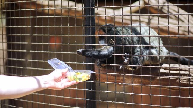 Visitor feeding a monkey through the enclosure mesh at Monkey Park in Tenerife, Canary Islands, Spain