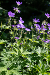 Obraz premium Horizontal macro of bright purple woodland geranium blossoms with curled green unopened buds and delicate spiderwebs, surrounded by green foliage