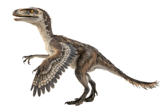 the troodon standing on transparent background