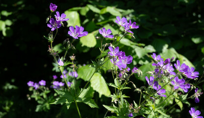 Obraz premium Horizontal wide shot of a lush patch of blooming purple woodland geraniums with white centers, bright green leaves, and delicate spiderwebs