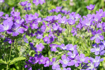 Obraz premium Horizontal background texture of blooming purple woodland geraniums with white centers and green foliage. Perfect for floral patterns, garden blogs, and spring nature designs
