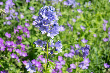 Fototapeta premium Horizontal macro of a bright blue Veronica flower spike with yellow stamens, standing out against a blurred background of purple geraniums. Great for colorful garden textures and botanical art prints.