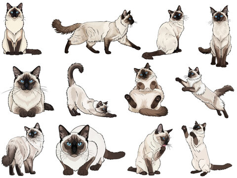 Balinese cat 12 profile poses collection vector illustration